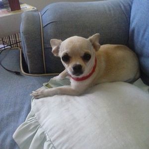 Meet your Posher, Rosie